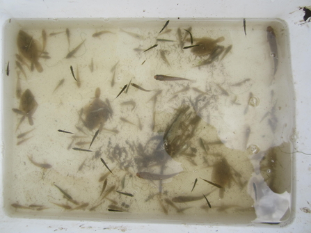 Mullet, flounder, stickleback, goby and bass fry from fish surveys at Hazlewood Marshes