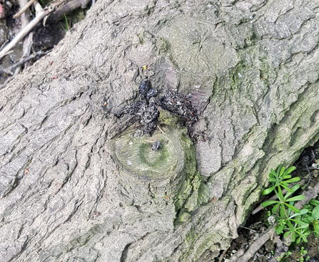 Otter spraint River Blyth