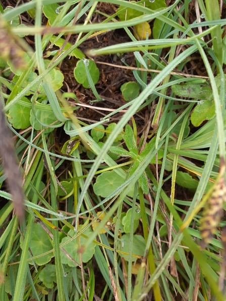 Pennywort - Carl Ansell 