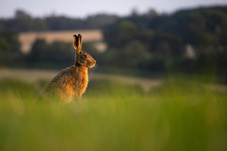 Suffolk Wildlife Trust