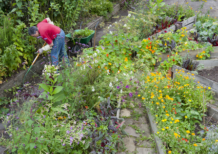 Community gardening - Paul Harris/2020vision