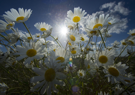 Daisies - Andrew Parkinson