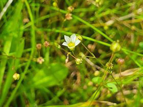 Fairy Flax - Joe Bell-Tye 