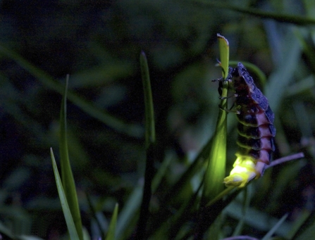Glow-worms - John Tyler-Galaxy