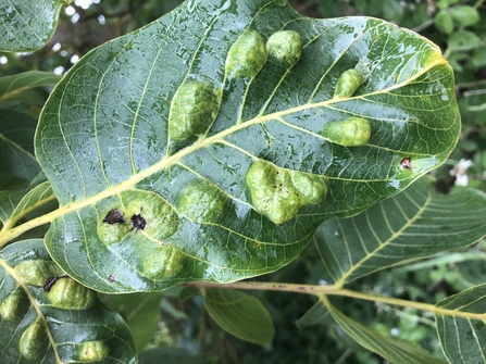 Walnut gall - Lucy Shepherd 