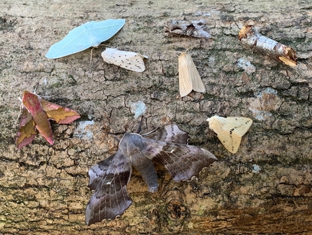 Moths from moth trap - Steve Aylward