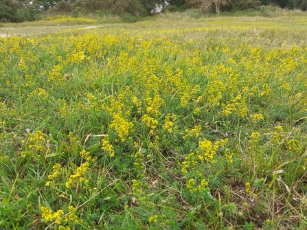 Lady's bedstraw - Charlie McMurray 