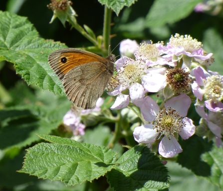 meadow brown