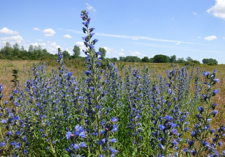 viper's bugloss