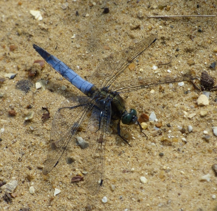 black-tailed skimmer