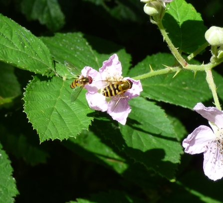 hoverflies