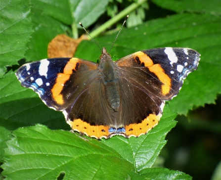 red admiral