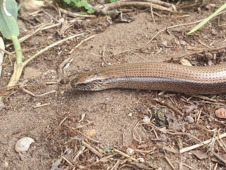 Slow worm - Joe Bell-Tye