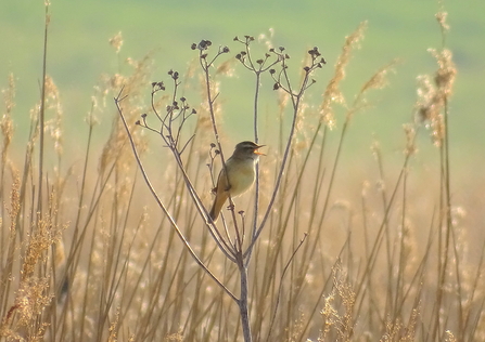 Suffolk Wildlife Trust