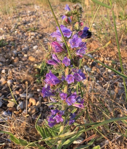 Vipers bugloss - Ben Calvesbert 