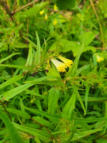 Common cow wheat - Joe Bell-Tye 