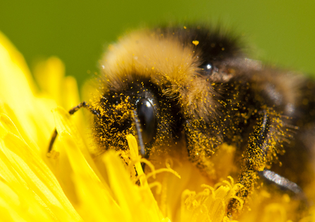 Bee on dandelion - Katrina Martin