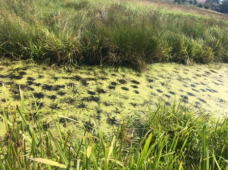 Surveying for fen raft spiders - Ellen Shailes 