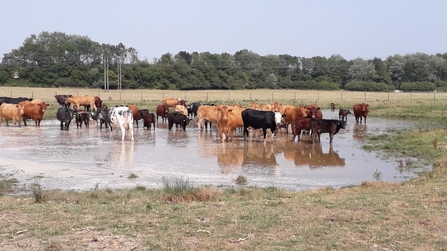 Cattle cooling down at Trimley Marshes - A Excell 