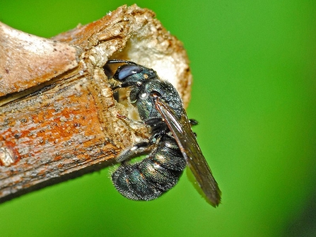 Carpenter bee, Ceratina cyanea by Hectonichus 