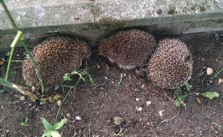 This year's hedgehog visitors - Keith Gardener 