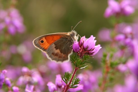 Meadow brown on bell heather
