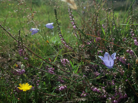 Harebell in ling - Sam Norris 