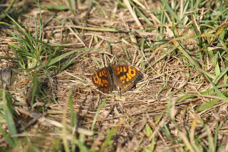 Wall brown - Steve Aylward