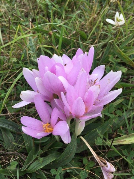Meadow saffron at Martins’ Meadows – Ben Calvesbert