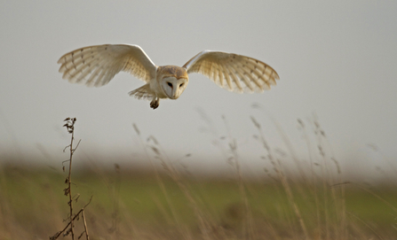 Barn owl - Russell Savory