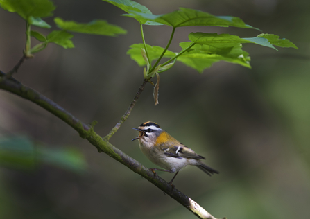 Firecrest - David Tipling/2020Vision