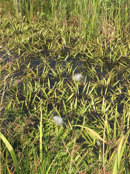 Fen raft spider webs at Castle Marshes - Ellen Shailes