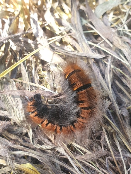 Fox caterpillar - Joe Bell-Tye