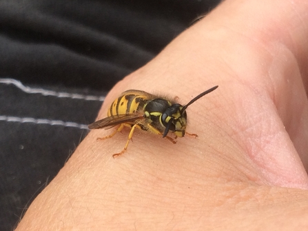 Common wasp - Hawk Honey