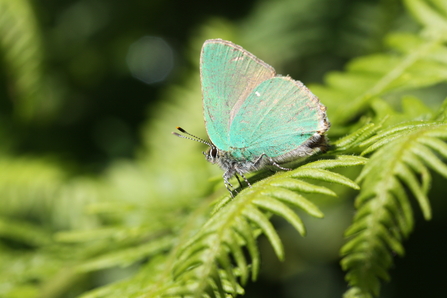 Green hairstreak butterfly - Steve Aylward