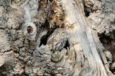Little owl - John Yaxley