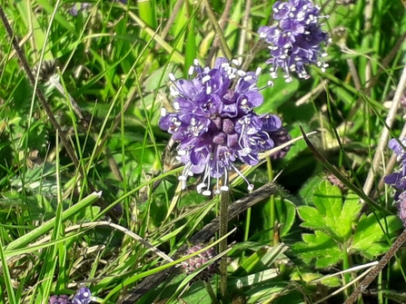 Field scabious - Debs Crawford