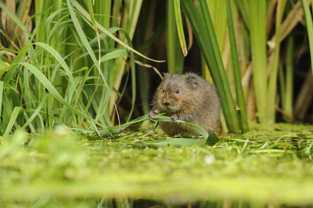Water vole - Terry Longley/2020Vision