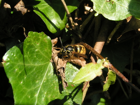 Common wasp - Richard Burkmar