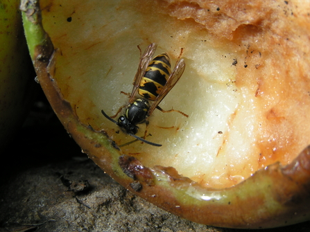 Common wasp - Richard Burkmar