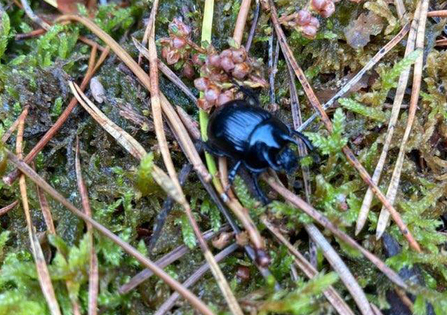 Minotaur beetle at Blaxhall Common - Ben Calvesbert