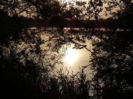 Through the trees at Lackford Lakes