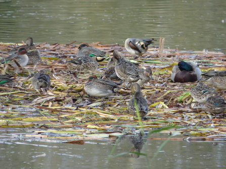 mainly teal at Lackford Lakes