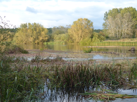 The slough at Lackford Lakes - October 2020