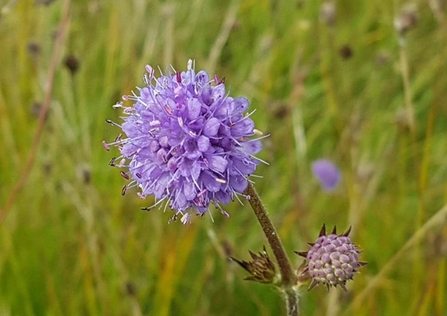 Devil's-bit scabious - Debs Crawford