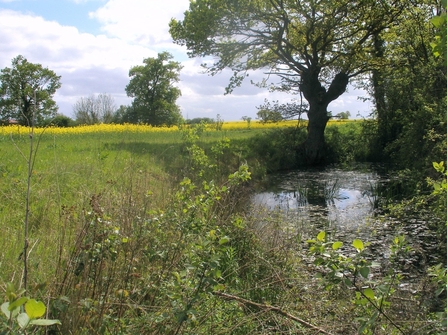 Suffolk Wildlife Trust