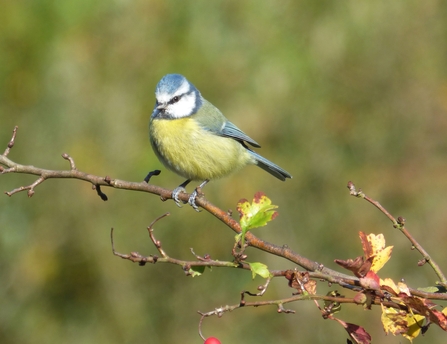 blue tit