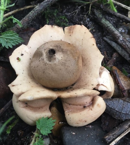 Collared earthstar at Lackford Lakes - Will Cranstoun