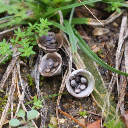 birds nest fungi