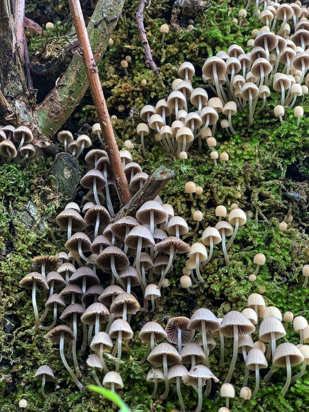 fungi at Lackford Lakes
